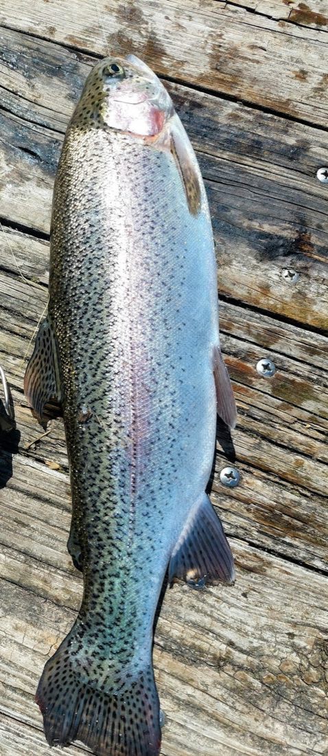 Wild rainbow trout with its pink lateral stripe, laid on a dock